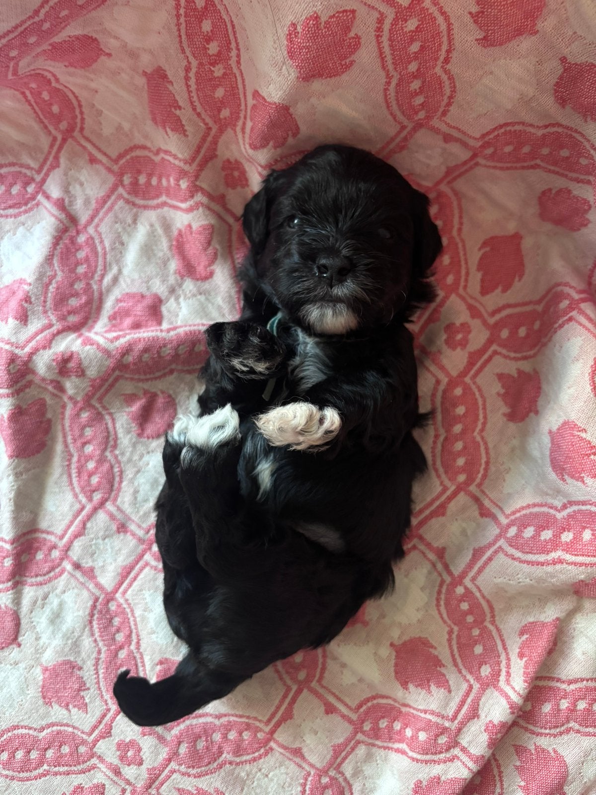 6 prachtige maltipoo puppy’s ️, Poedel, 8 tot 15 weken, Parvo, Meerdere