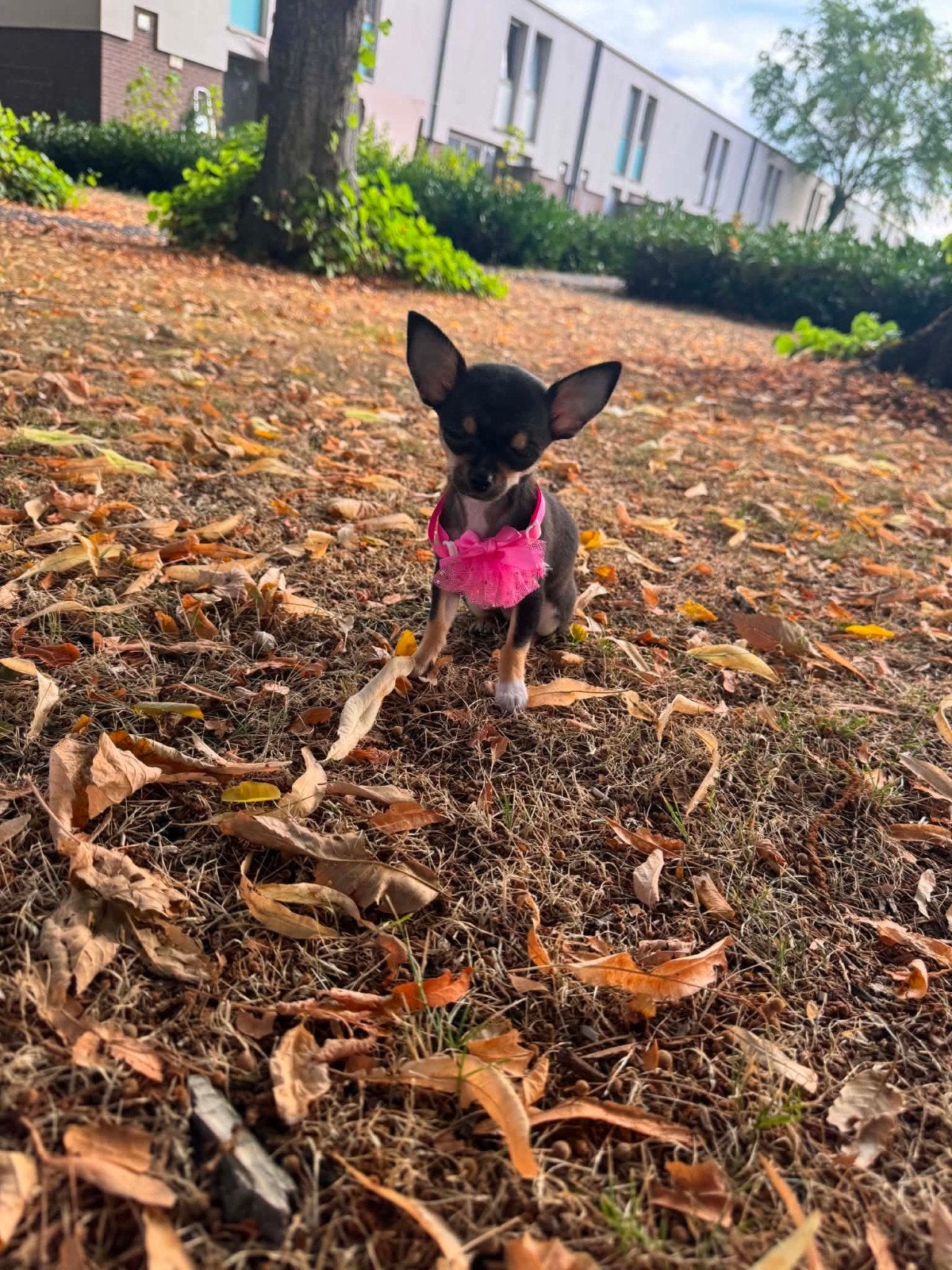 teacup chihauhua teefje pup, Parvo, België, Particulier, 15 weken tot 1 jaar