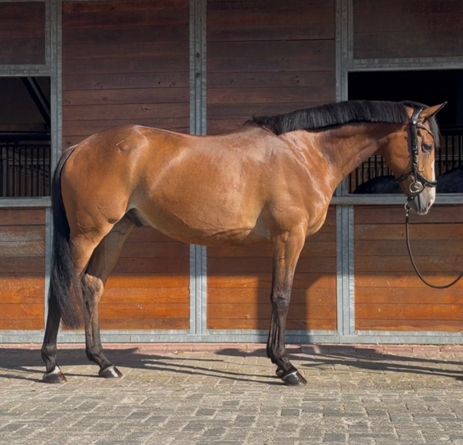 Werkwillige en lieve ruin te koop, Ruin, 7 tot 10 jaar, 160 tot 165 cm, Recreatiepaard