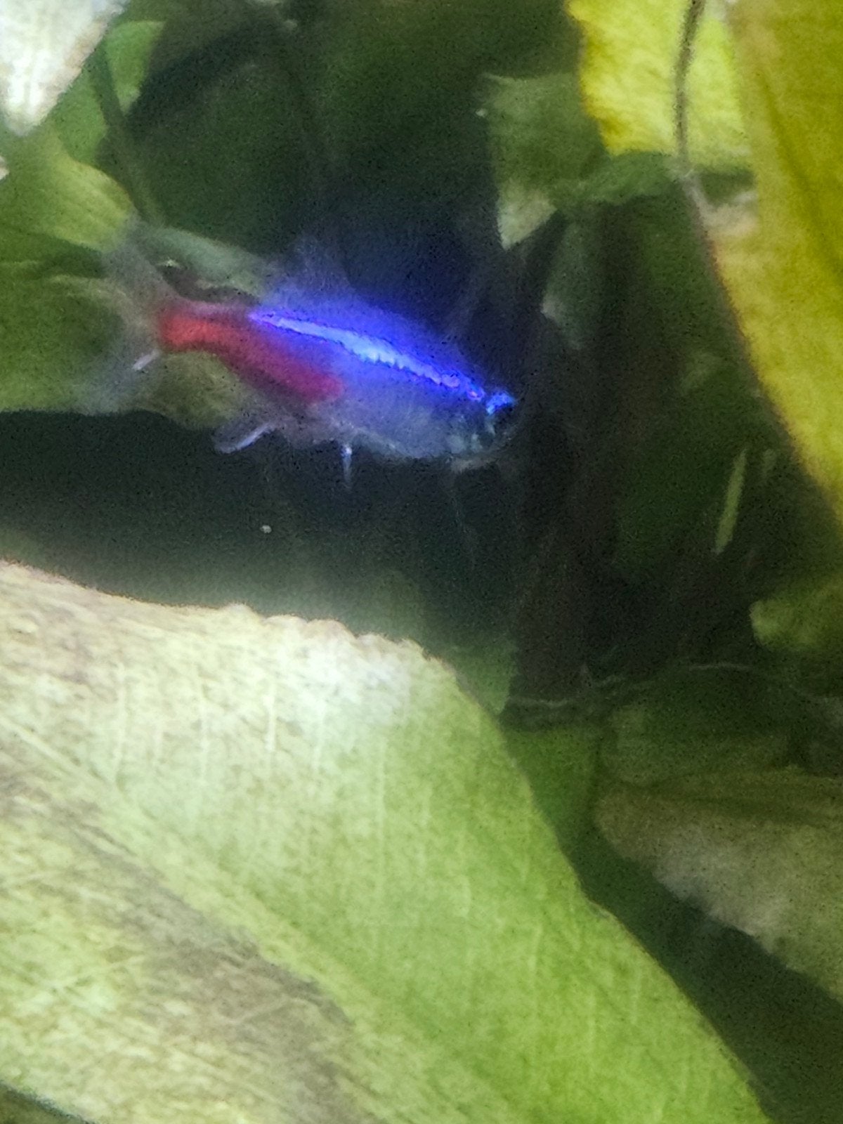 7 neon tetra, Dieren en Toebehoren