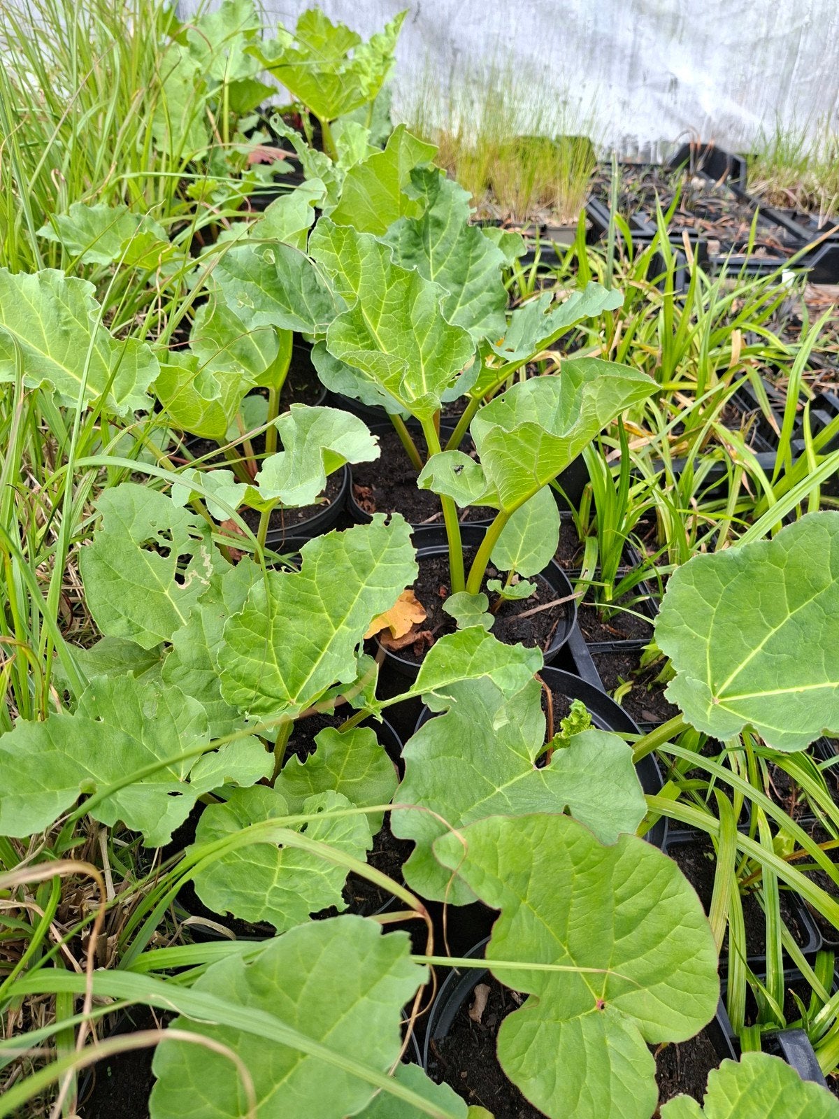 rabarber, Tuin en Terras, Planten | Tuinplanten, Ophalen of Verzenden, Overige soorten, Halfschaduw