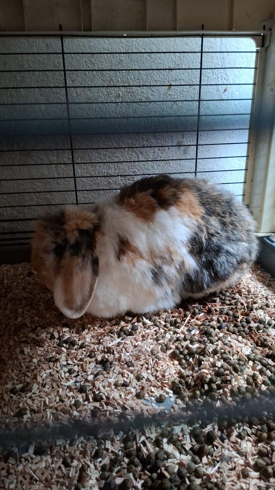Franse hangoor manmetjes konijn, Dieren en Toebehoren, Mei, Mannelijk