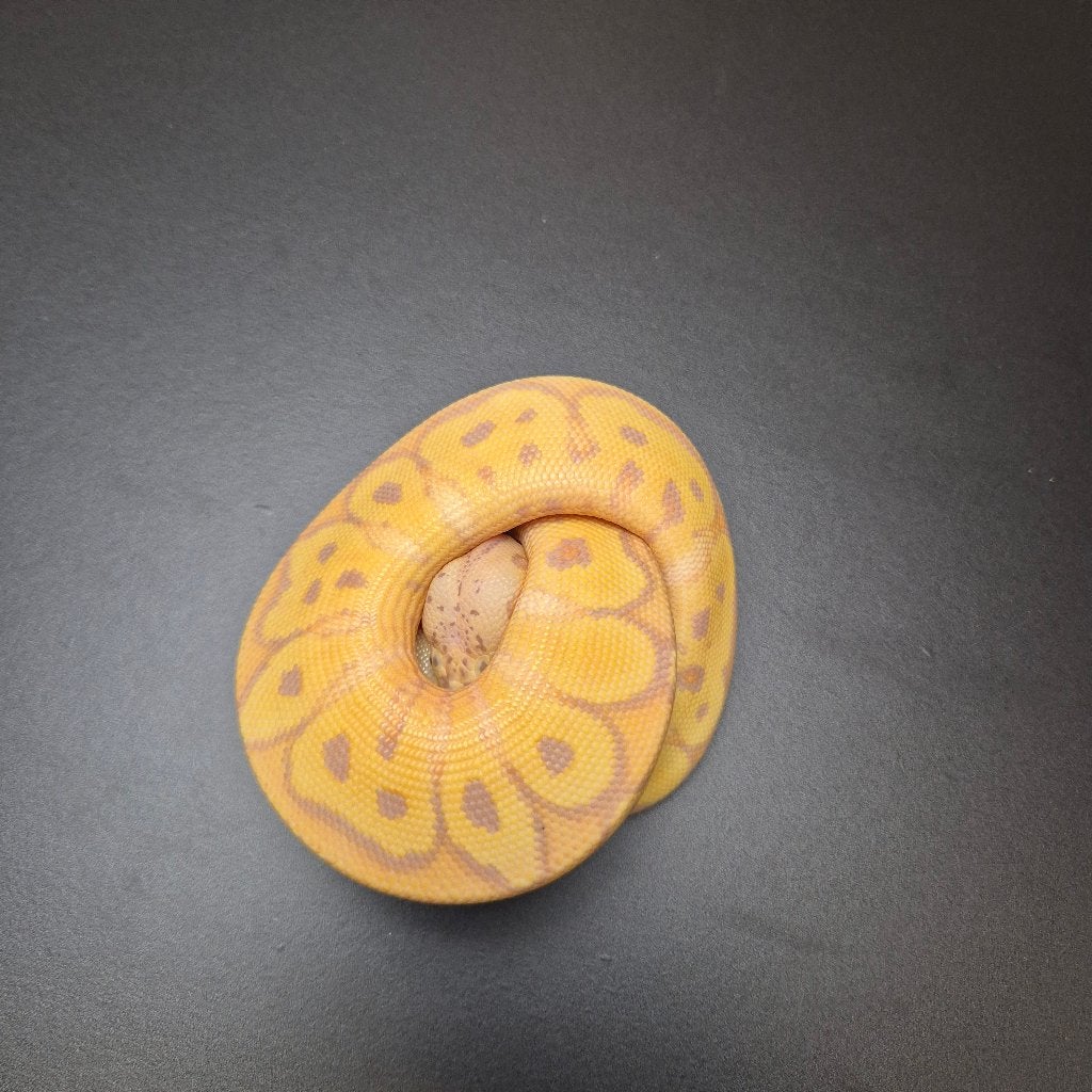 pastel banana clown vrouwtje p. regius Ball Python - female for sale from Roundhog serpents
