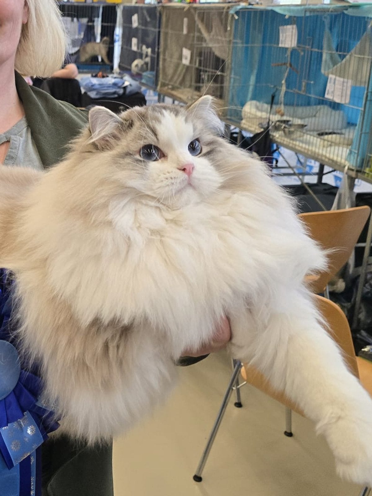 Ragdoll herplaatsers, Dieren en Toebehoren, Katten en Kittens | Raskatten | Langhaar, Kater, Met stamboom, 0 tot 2 jaar
