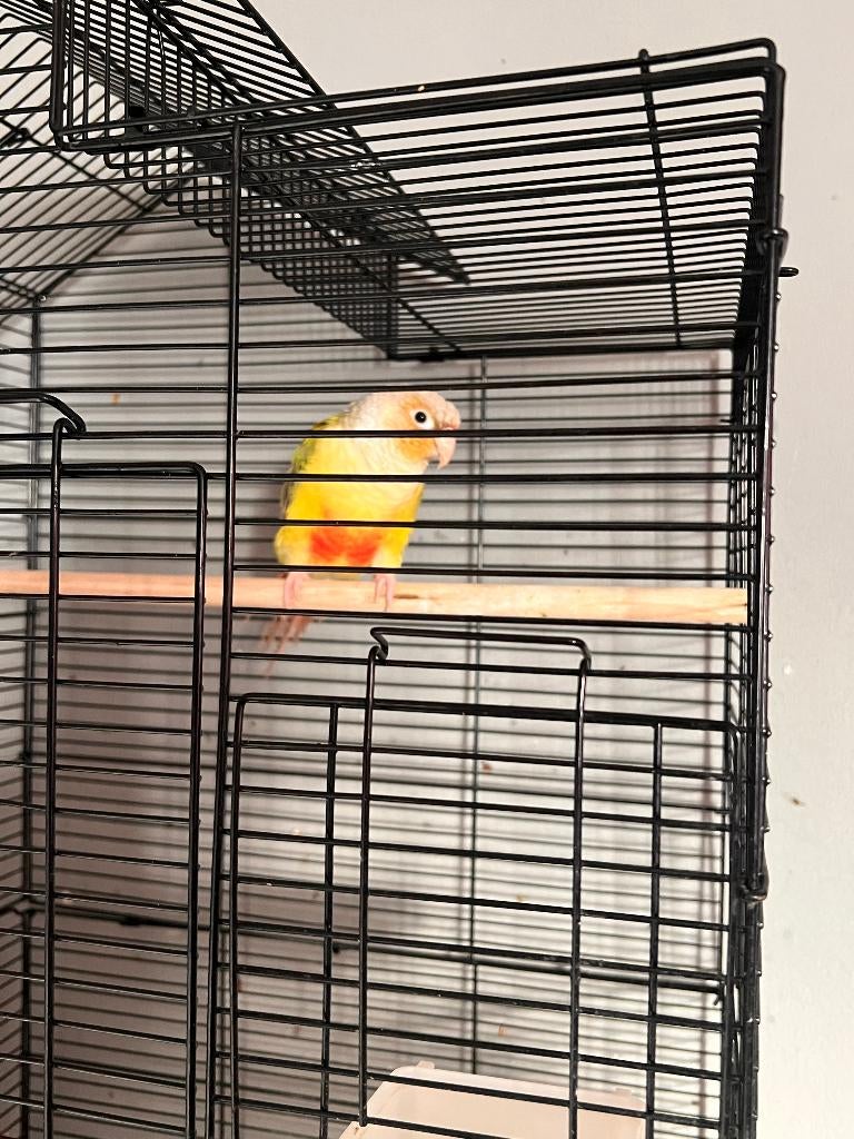 Green Cheek Conure – inclusief kooi en toebehoren, Geslacht onbekend, Parkiet