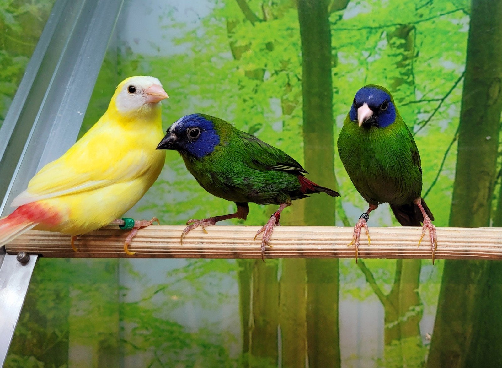 Gezocht vogels voor in onze winkel, Meerdere dieren