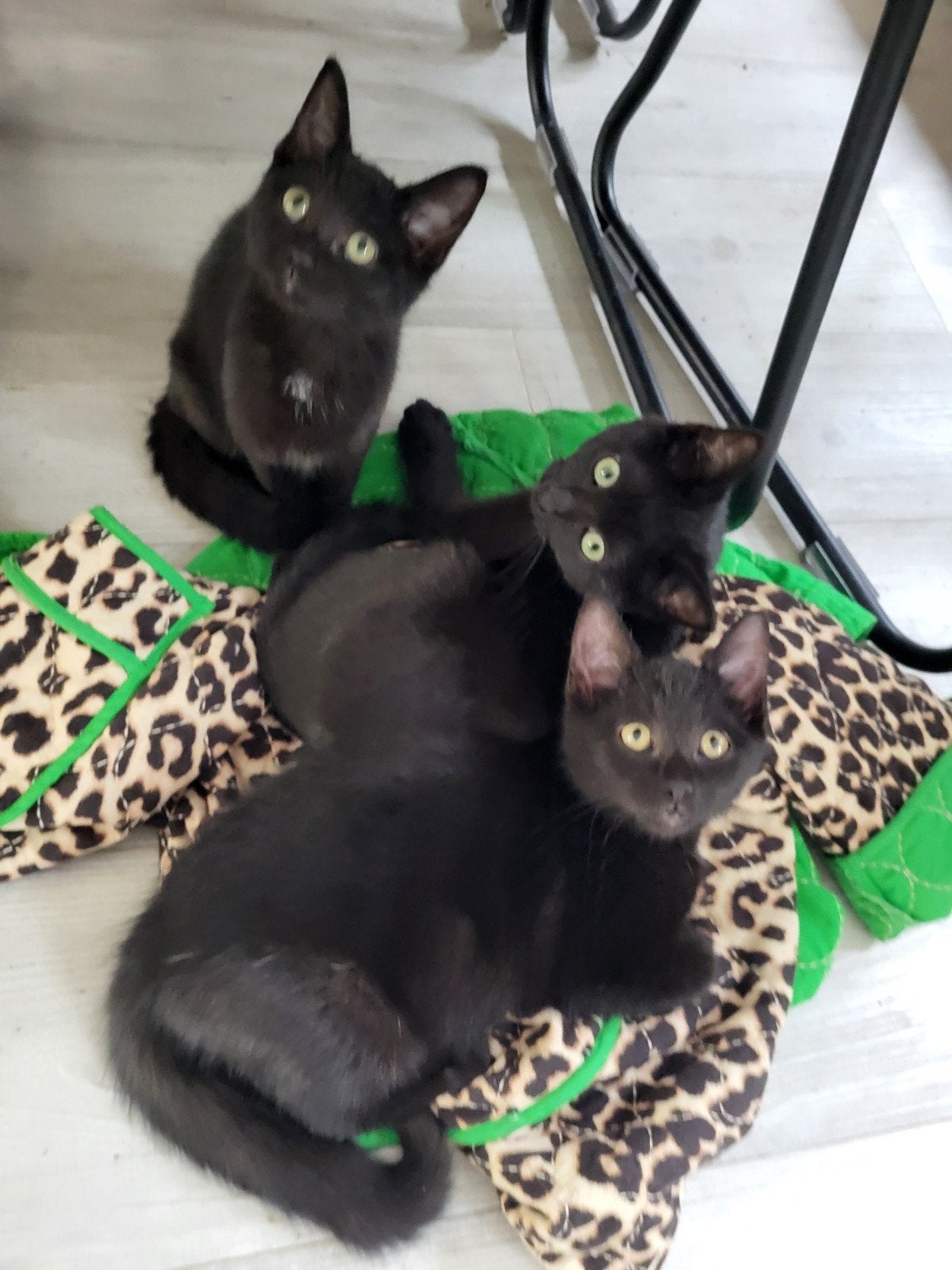 50% Ragdoll kittens inkt zwart en heel lief, Dieren en Toebehoren, Meerdere dieren, Kortharig, 0 tot 2 jaar
