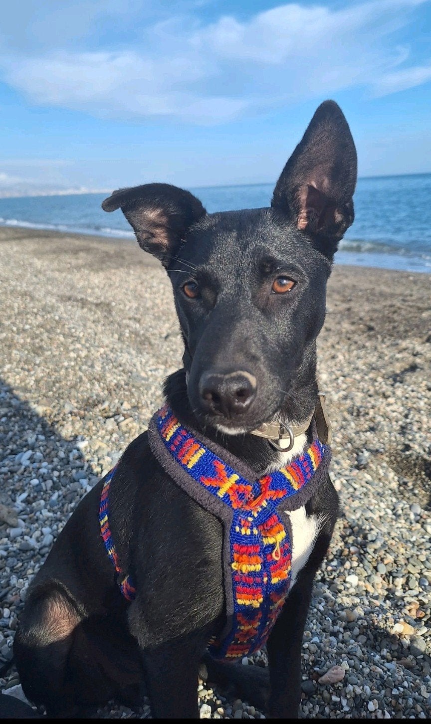Lieve pup Loetje, 6mnd, gecastreerd, 15 weken tot 1 jaar, Buitenland, Eén hond, CDV (hondenziekte)