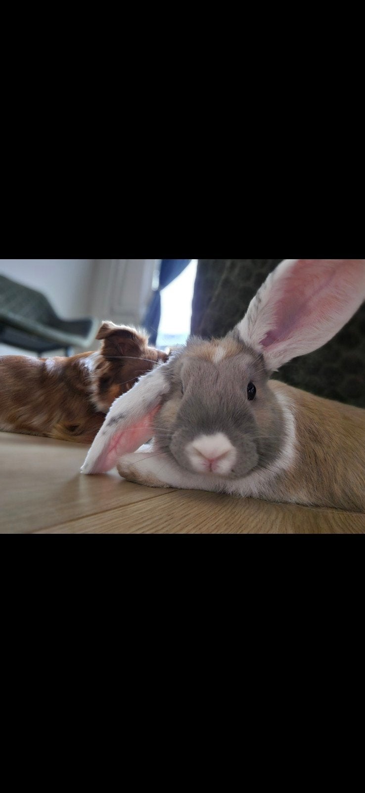 Lieve ram 3 jaar (ongecastreerd), Mannelijk, Klein, 3 tot 5 jaar