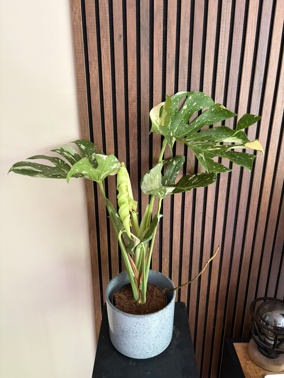 Monstera Thai variegata, Huis en Inrichting, Kamerplanten, Ophalen, Halfschaduw, Minder dan 100 cm