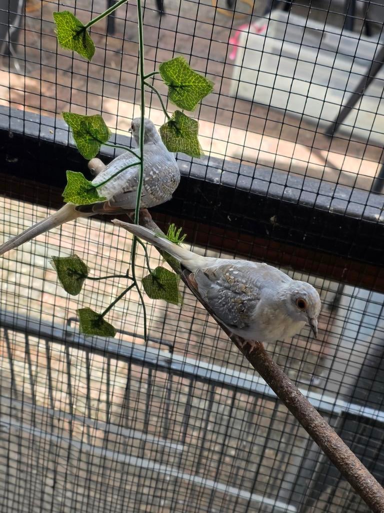 Jonge diamantduiven, Dieren en Toebehoren, Geslacht onbekend