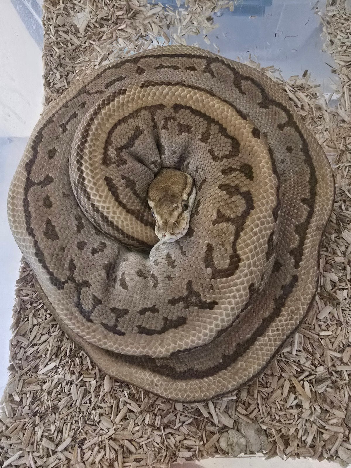 div ball pythons Ball Python photo 3