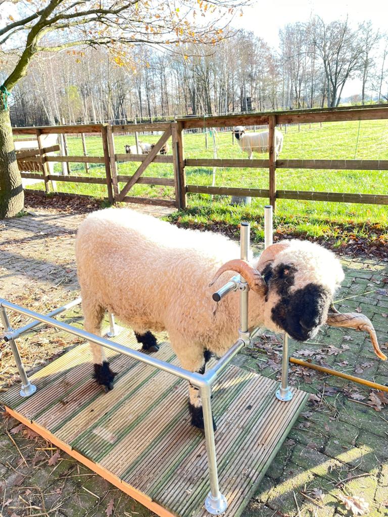 Bekap kar schapen, Meerdere dieren, Schaap