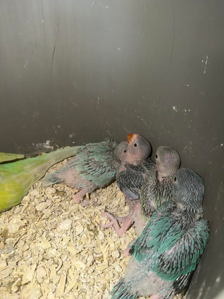 Jonge halsband parkieten, Dieren en Toebehoren, Meerdere dieren, Geringd