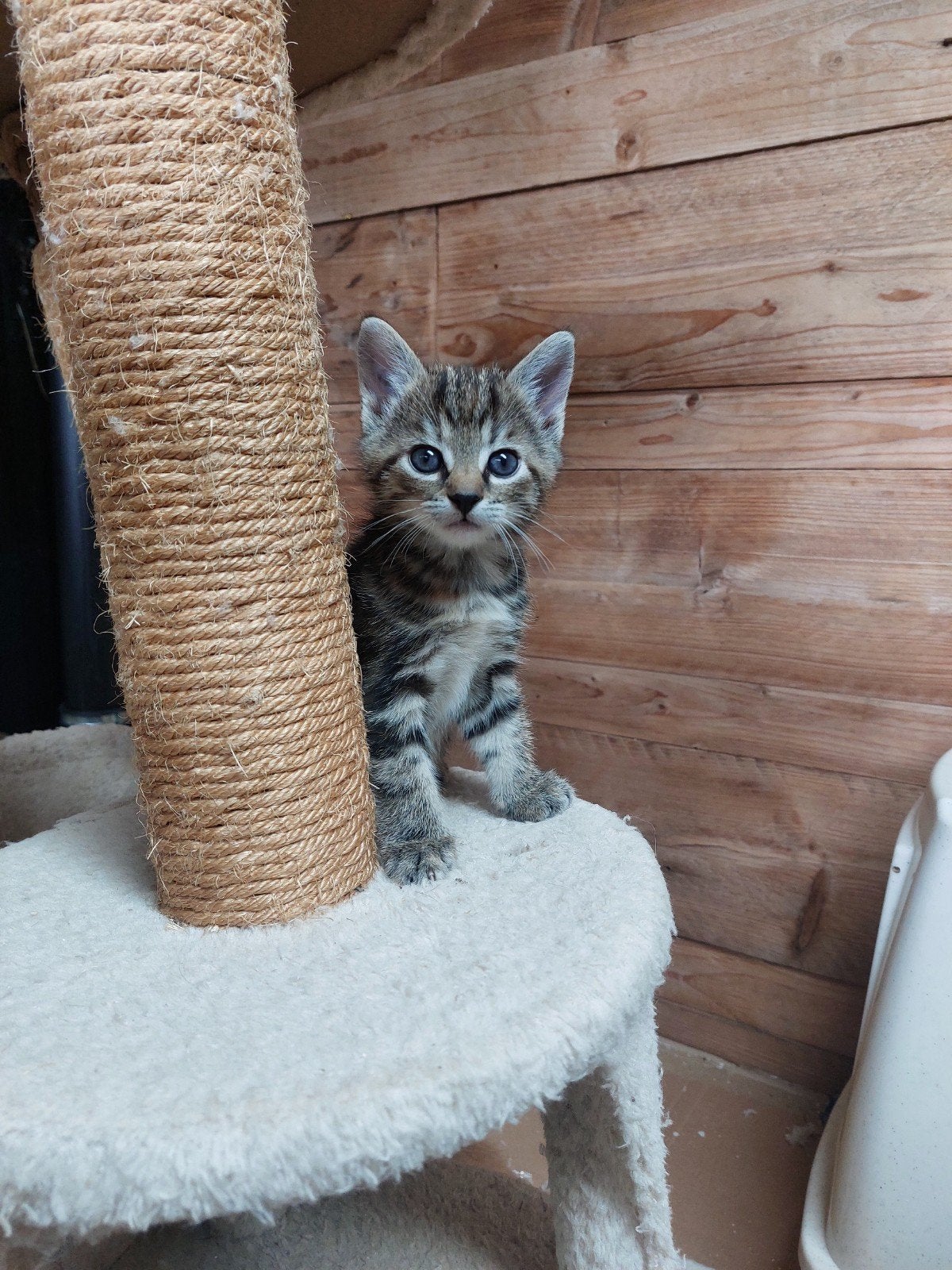 lieve, mooie en speelse kittens, Meerdere dieren, Kortharig, 0 tot 2 jaar