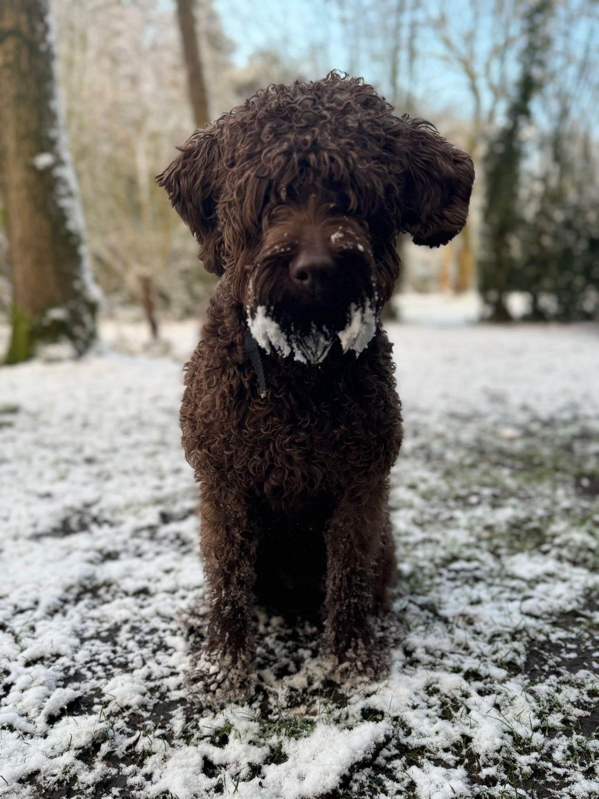 Labradoodle reu (gecastreerd), Dieren en Toebehoren, Honden | Retrievers, Spaniëls en Waterhonden, Parvo, 1 tot 2 jaar, Eén hond