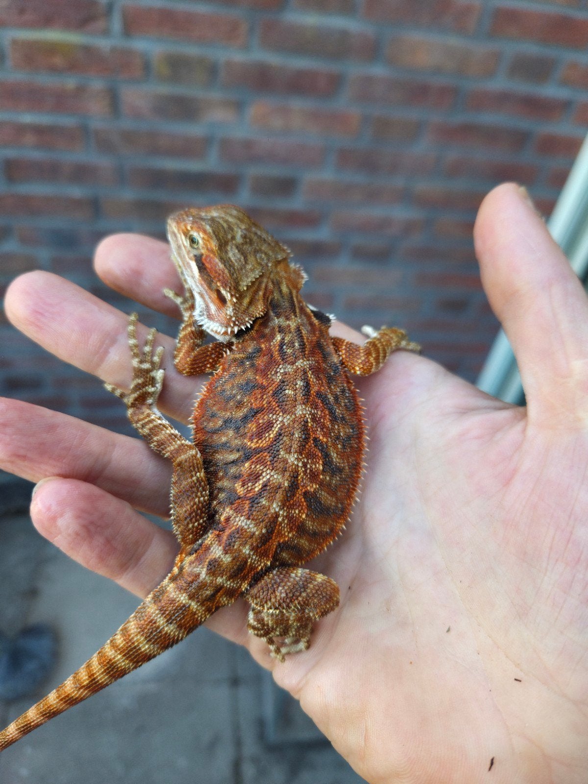 Erg mooi baardagaam  vrouwtje  red tiger genetic stripe, Hagedis, 0 tot 2 jaar