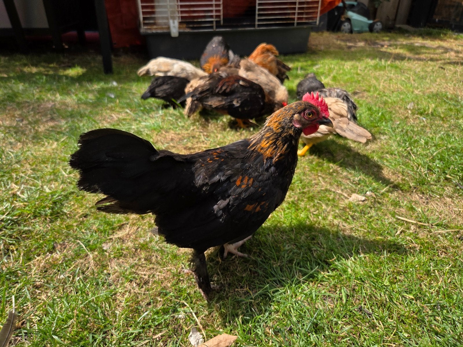 Serama krielmix, Meerdere dieren, Kip
