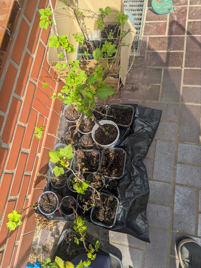 Bessenstruik stekjes: rode en zwarte bes, Tuin en Terras, Ophalen, Volle zon, Vaste plant, Fruitplanten