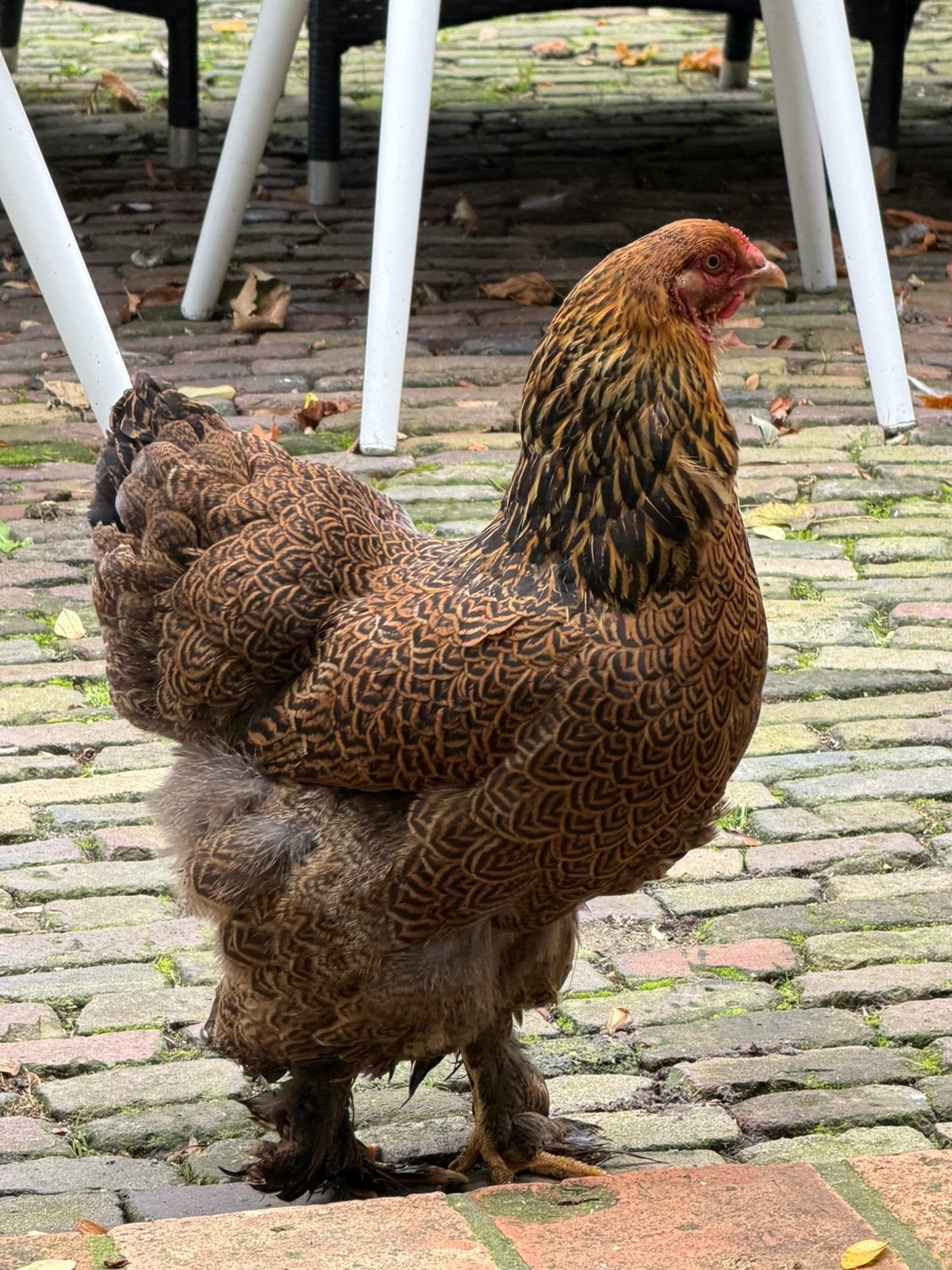 Brahma kriel hen meerzomig patrijs, Dieren en Toebehoren, Vrouwelijk, Kip
