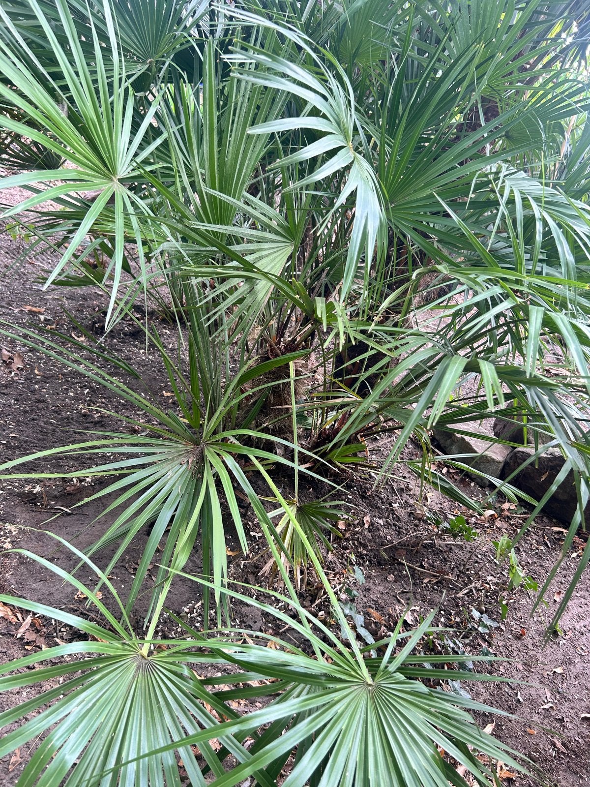 Europese Dwergpalm (Chamaerops humilis), Volle zon, Vaste plant, Bloeit niet, Ophalen
