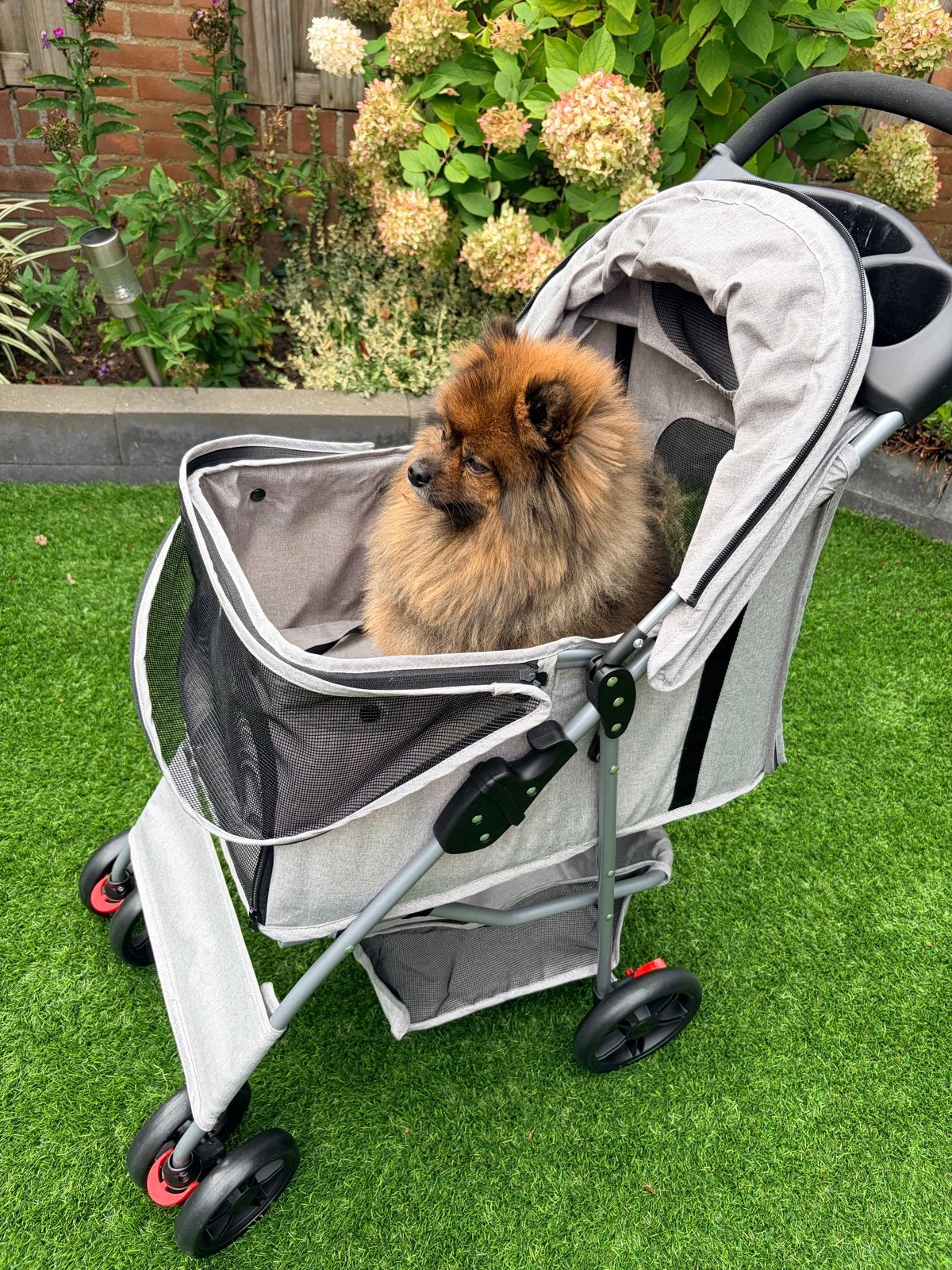Honden buggy, Ophalen, Nieuw