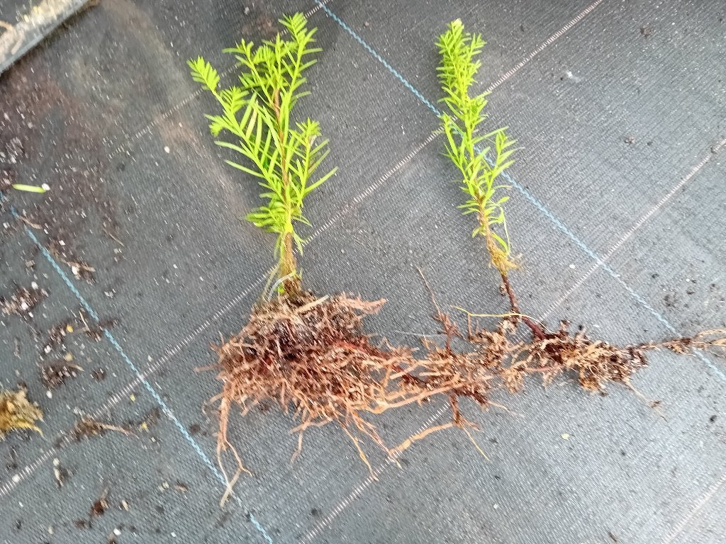 Taxus, Ophalen, Taxus, Minder dan 100 cm