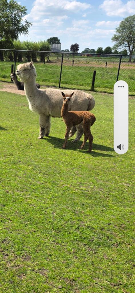 Alpaca met jonkie ook merrie, Dieren en Toebehoren, Mei, Vrouwelijk