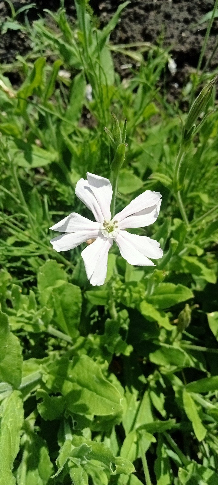 Silene capensis - Afrikaanse droom wortel zaden, Ophalen of Verzenden, Gehele jaar, Volle zon, Zaad