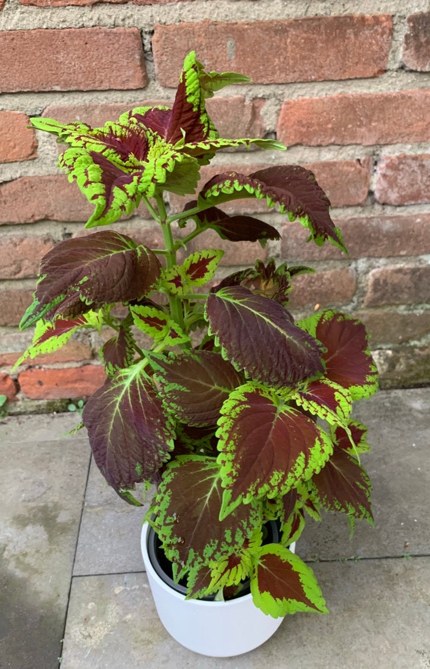 Coleus plant, Huis en Inrichting, Kamerplanten, Ophalen of Verzenden