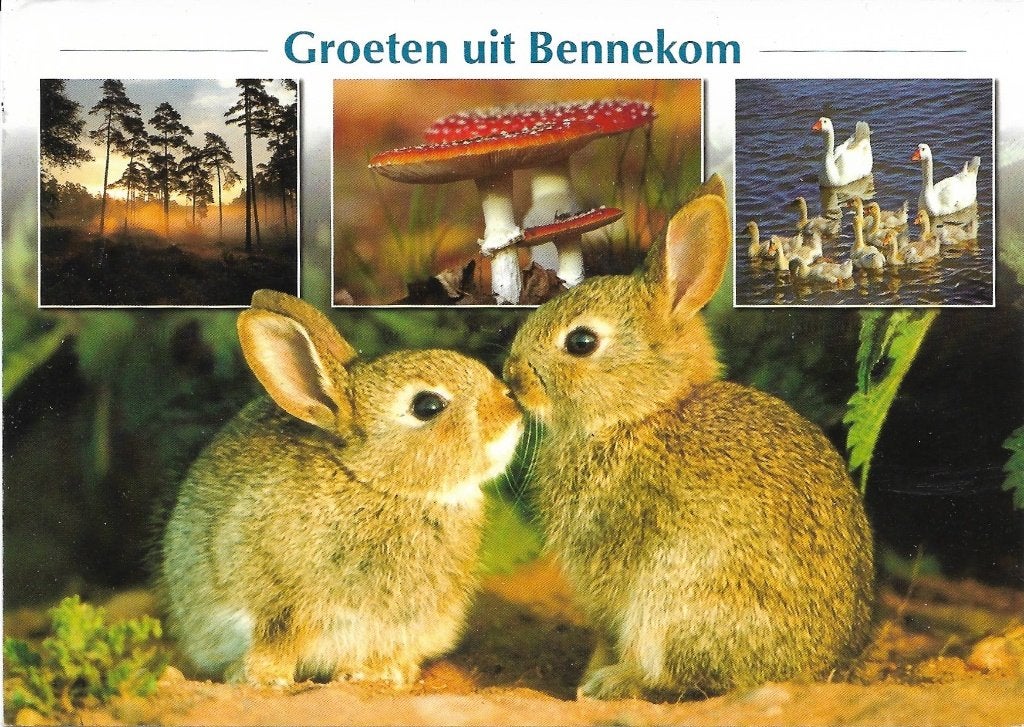 Ansichtkaart  	Bennekom 	2 konijnen, Verzenden, 1980 tot heden, Gelopen, Gelderland