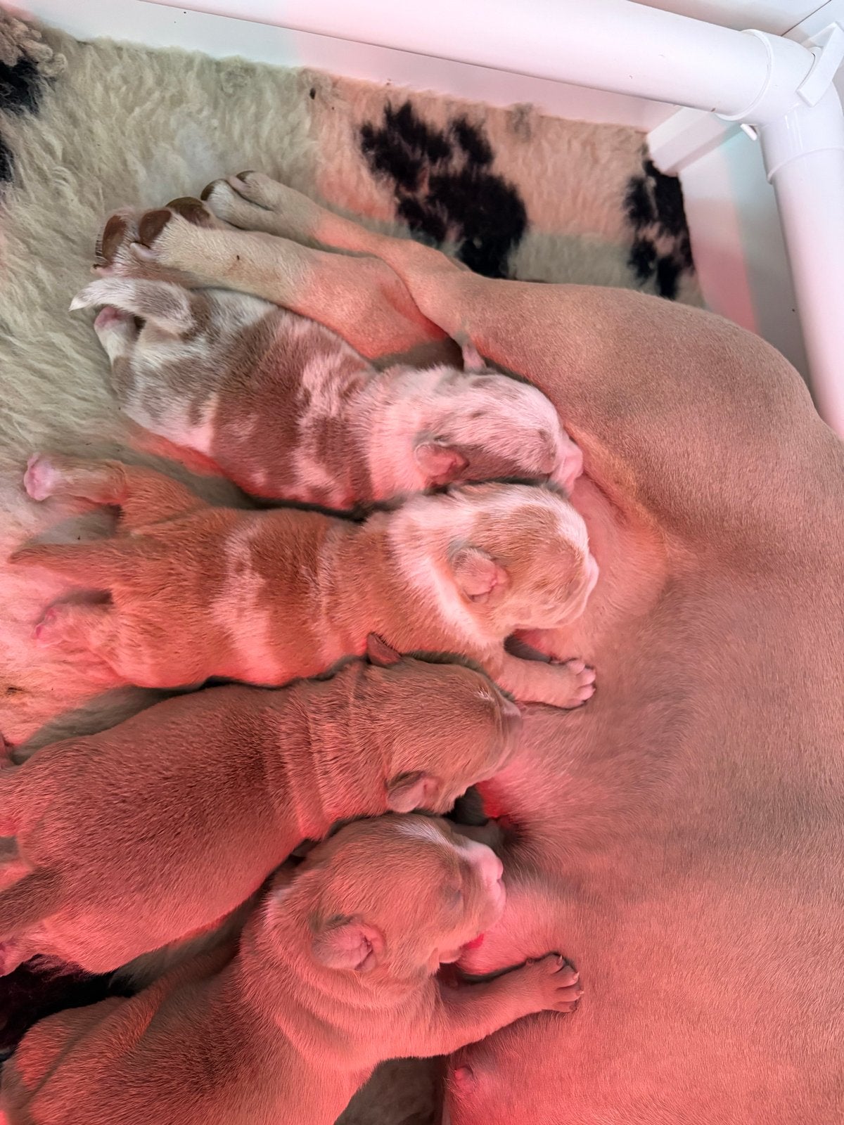 Pocket bully pups, Dieren en Toebehoren, Parvo, 8 tot 15 weken, Teef, Bulldog