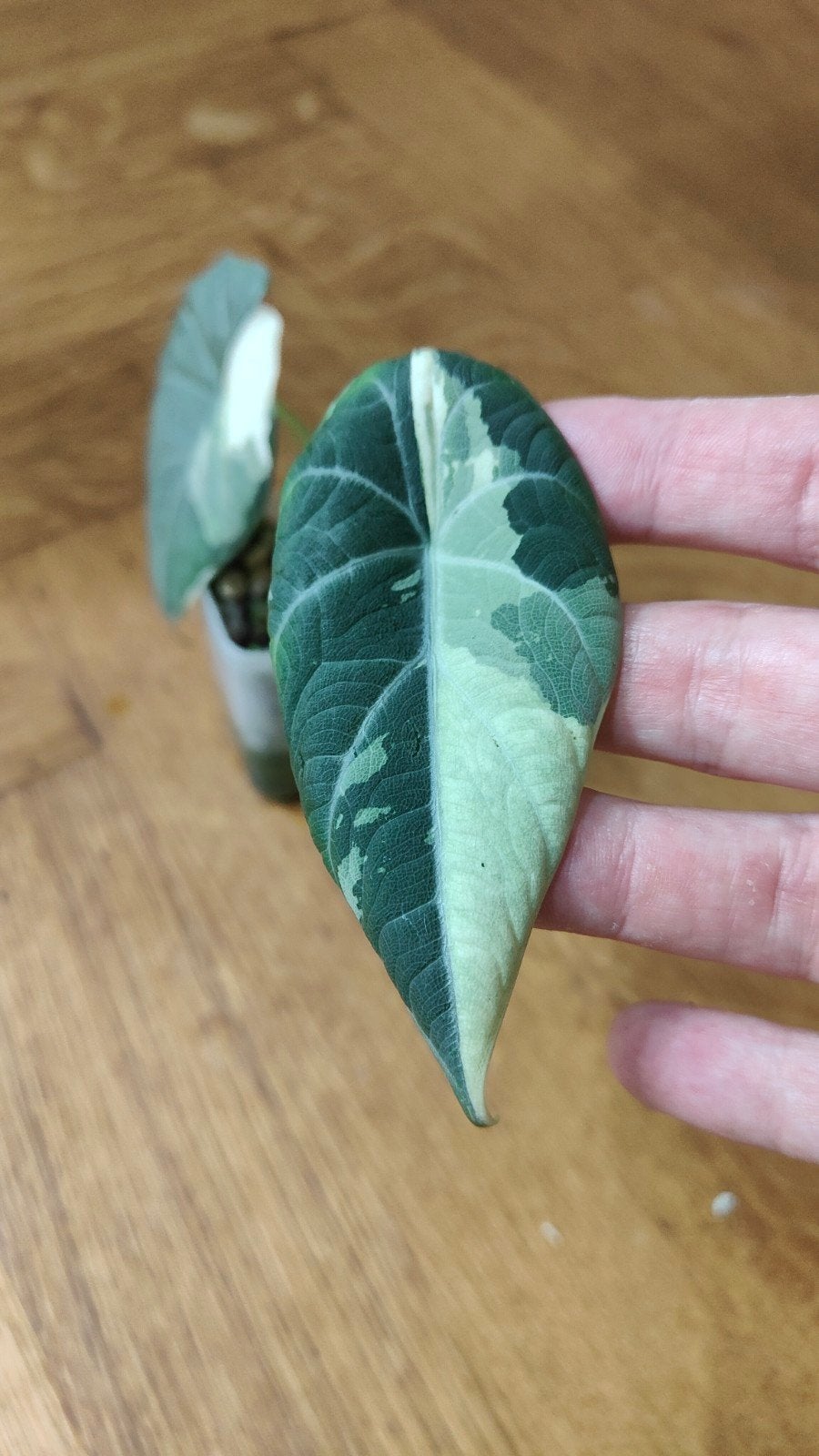 Alocasia Maharani Albo, Ophalen of Verzenden
