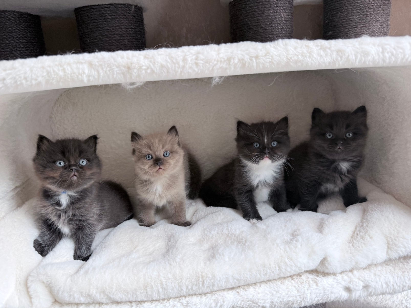 3 lieve Ragdolls zoeken een huisje, Dieren en Toebehoren, Meerdere dieren, Gechipt, 0 tot 2 jaar