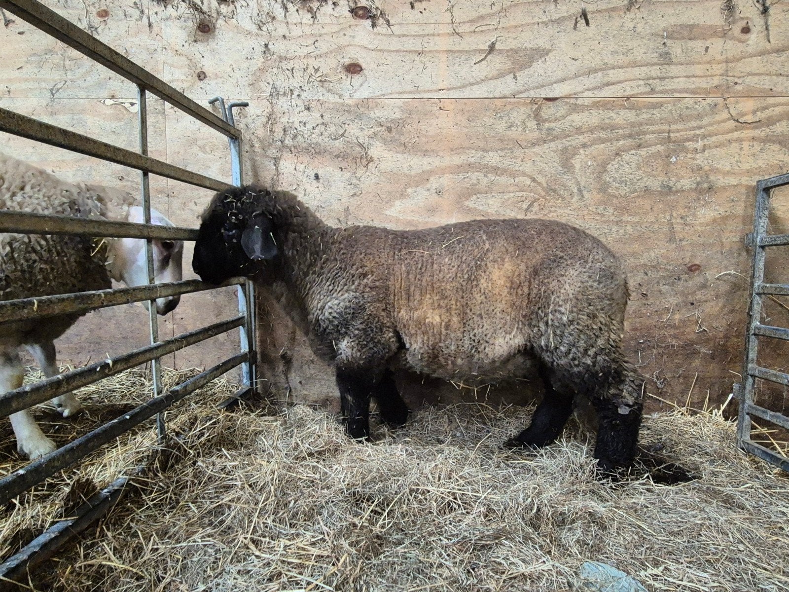 suffolk ram, Dieren en Toebehoren, Schapen, Geiten en Varkens, Mannelijk, Schaap, 0 tot 2 jaar