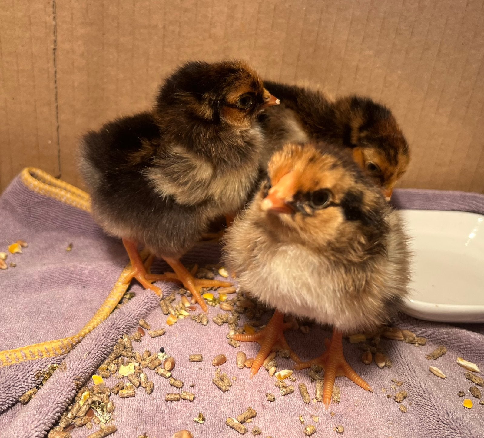 Wyandotte kriel kuikens, Dieren en Toebehoren, Pluimvee, Geslacht onbekend, Kip