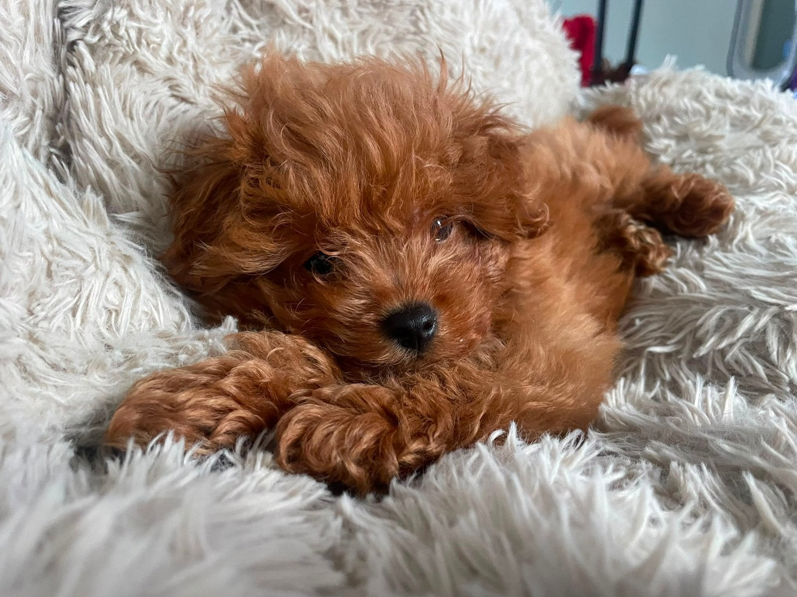 Pomapoo. Toy poedel x Pomeriaan Puppy Reu, Poedel, Particulier, 15 weken tot 1 jaar, Reu