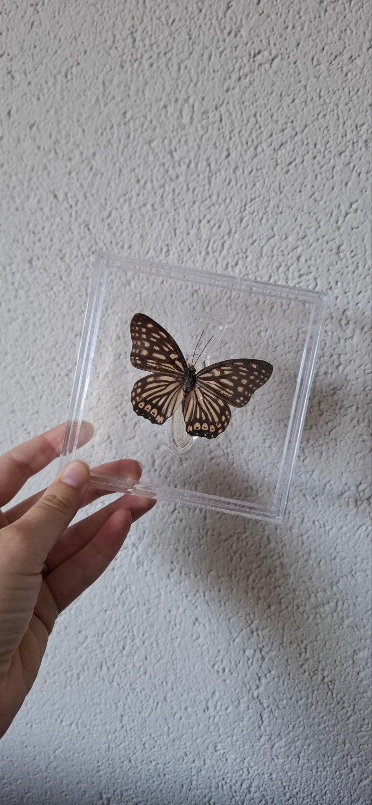 opgezette vlinder in lijstje - 12x12cm, Ophalen of Verzenden