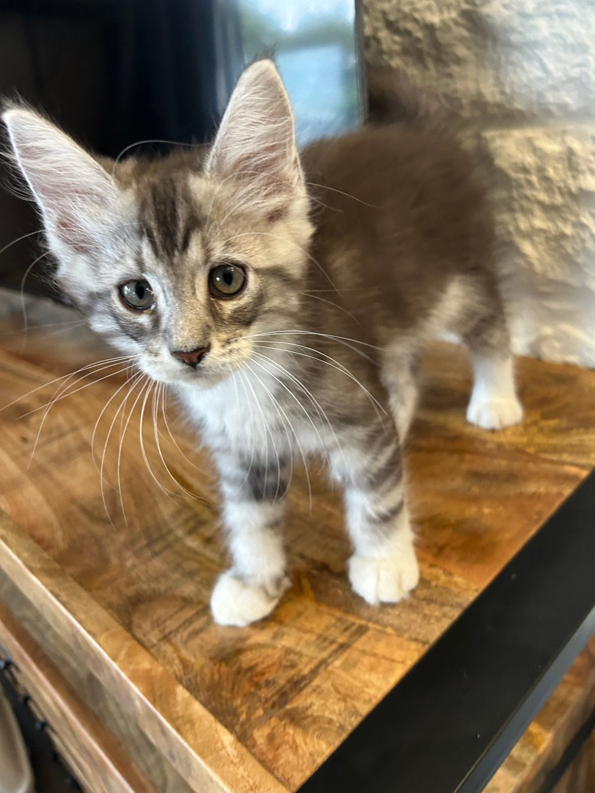 Maine Coon kittens XL mogen naar een nieuw huisje, Dieren en Toebehoren, Meerdere dieren, Ontwormd, 0 tot 2 jaar