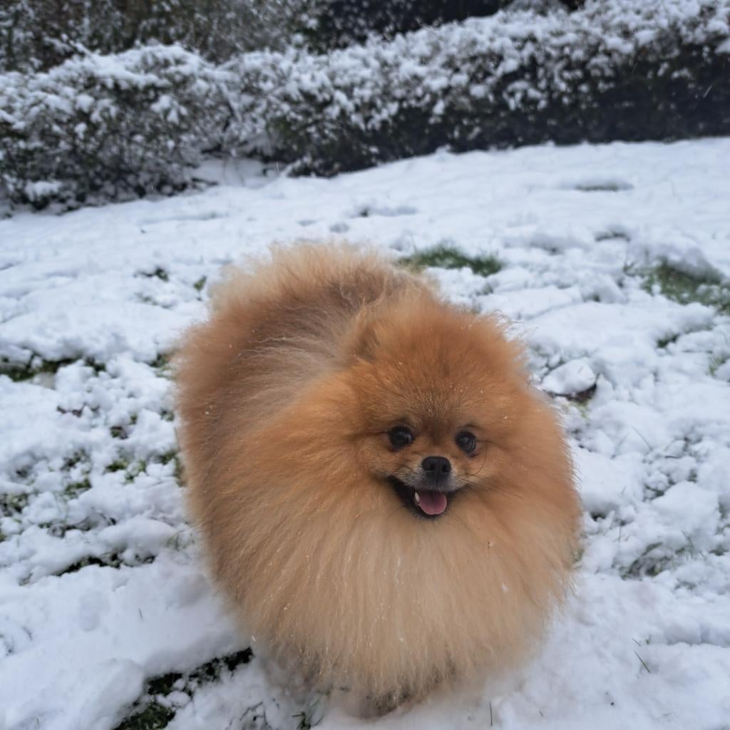 Pomeranian pups, Dieren en Toebehoren, Parvo, Fokker | Hobbymatig, Keeshond, Reu