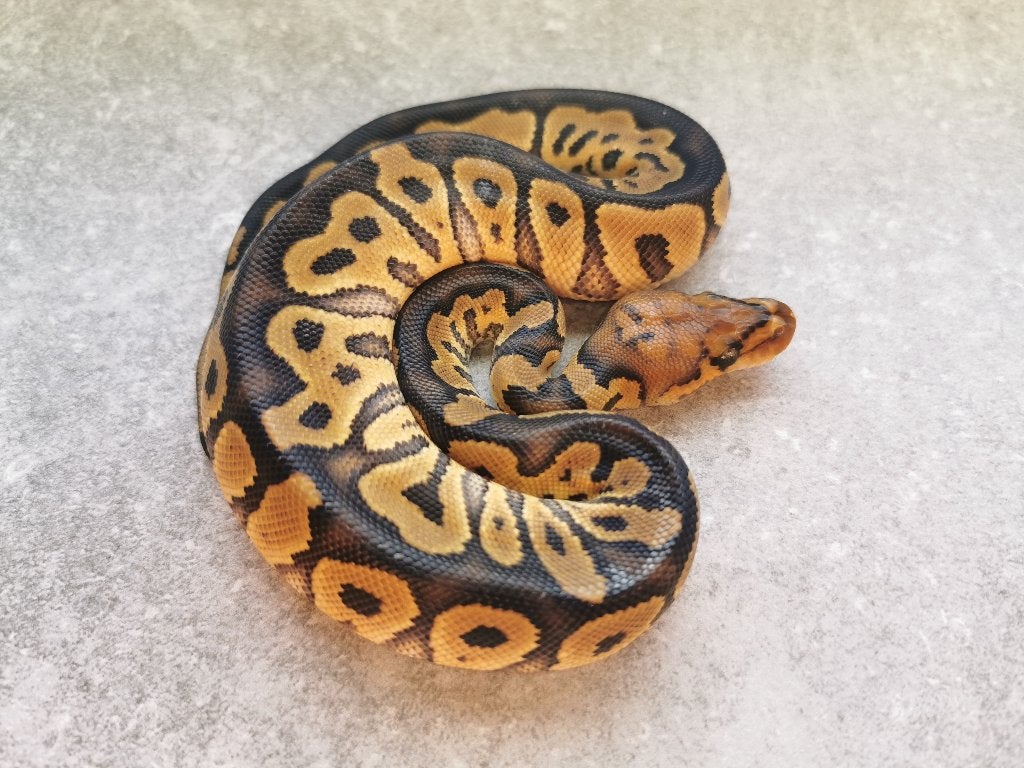 0.1 Clown Koningspython Ball Python - male for sale from Philipse