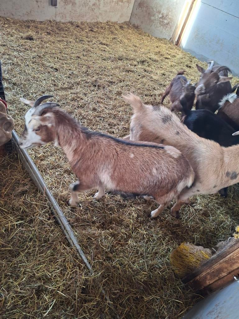 Maanvlek geitje, Dieren en Toebehoren, Vrouwelijk, Geit
