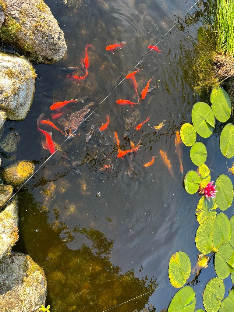 Koi karpers en goudvissen, Dieren en Toebehoren, Karper of Koi