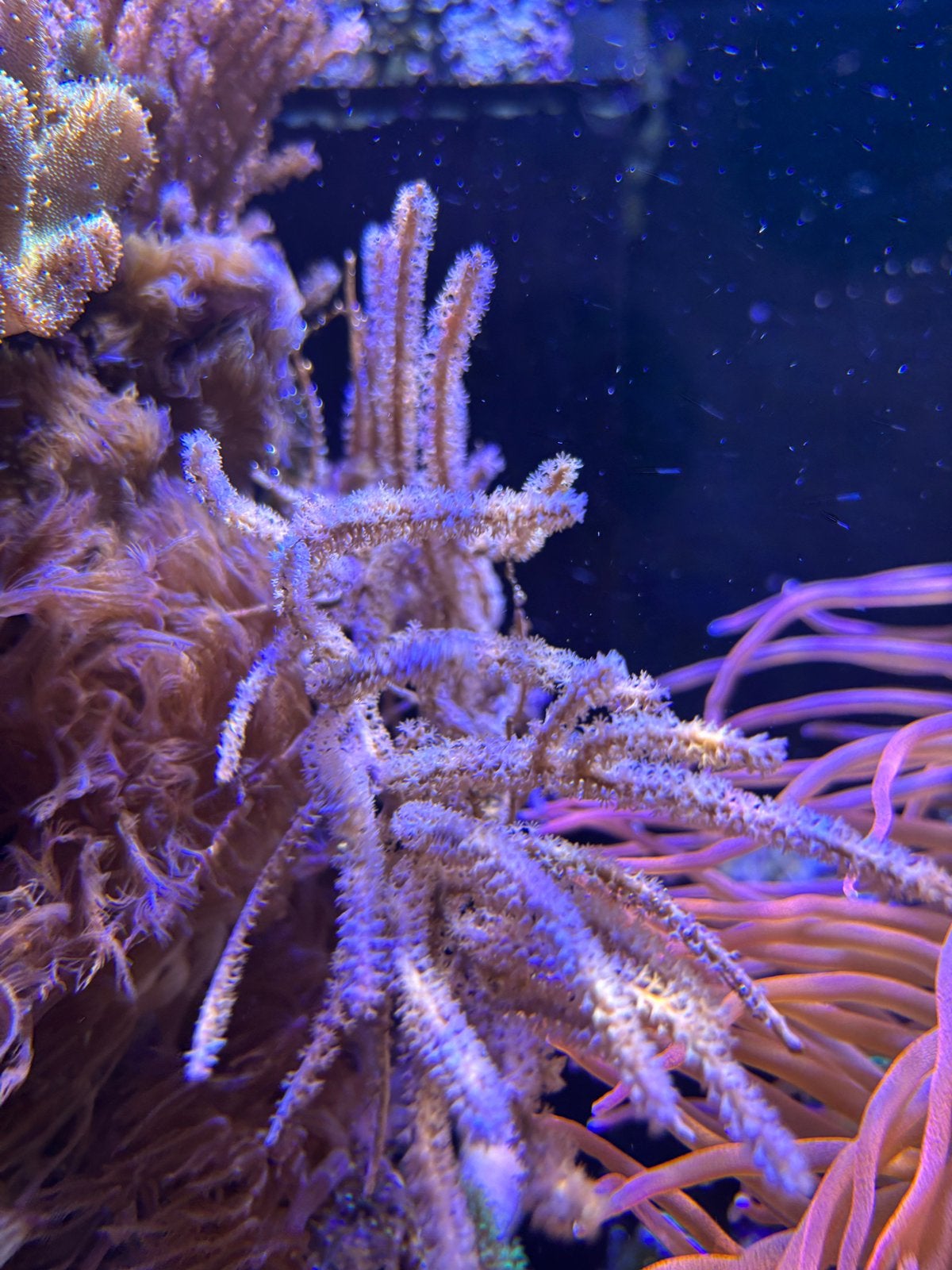 Gorgoon koraal zeeaquarium softkoraal lederkoraal, Overige typen