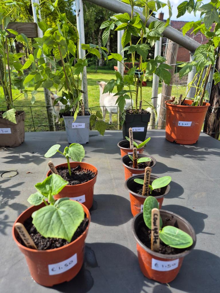 Moestuin plantjes en stekjes. Komkommer Tomaat Courgette, Ophalen, Eenjarig, Groenteplanten, Volle zon