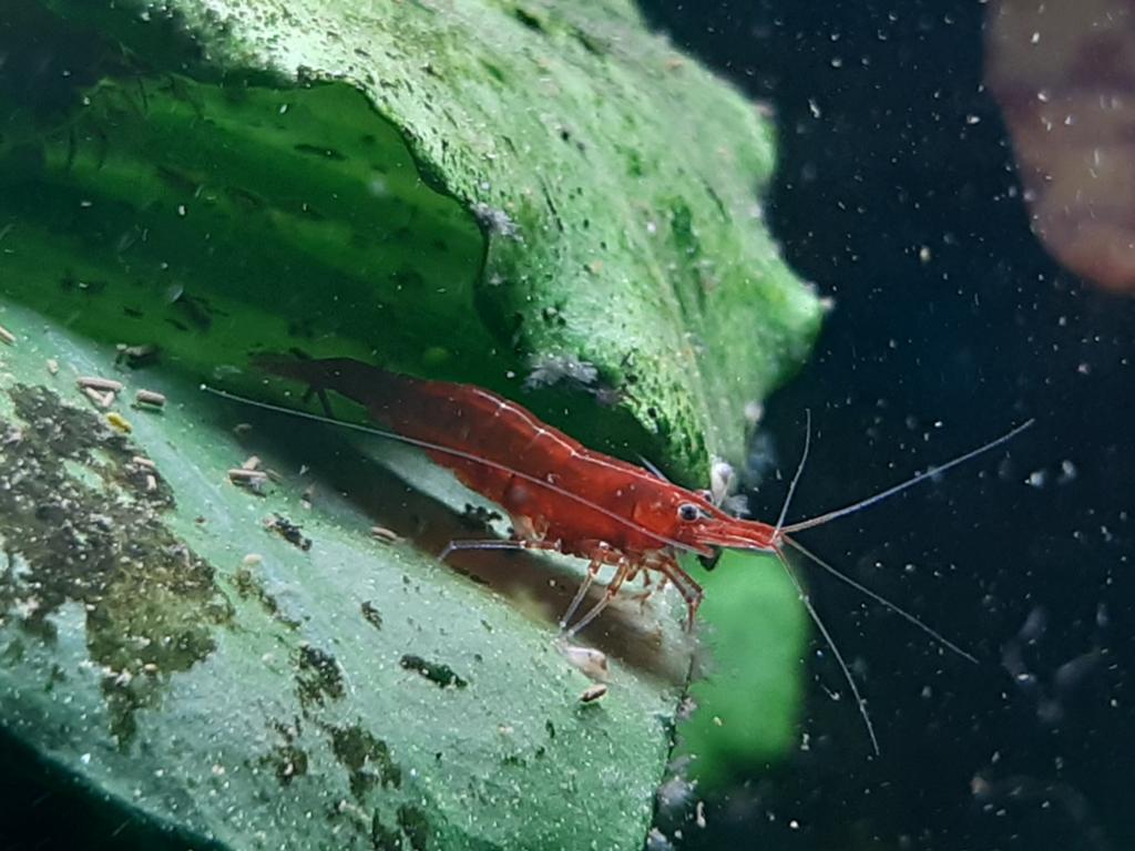 Vuurgarnalen, Cherry Shrimp, Rili Garnalen, Dieren en Toebehoren, Vissen | Aquariumvissen, Kreeft, Krab of Garnaal, Zoetwatervis