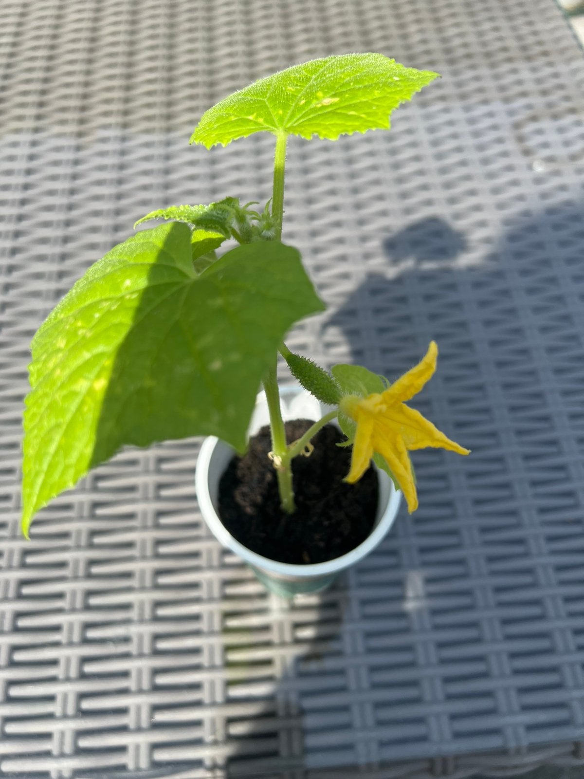 Komkommer plant, Ophalen of Verzenden, Eenjarig, Overige soorten, Volle zon