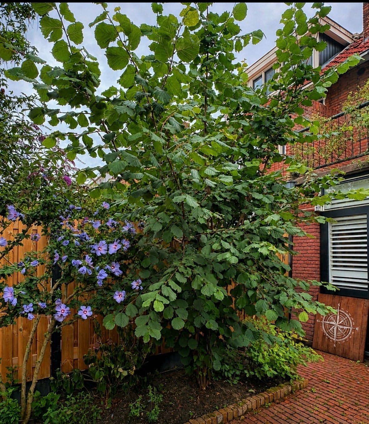 Mooie Hazelaar - Ideaal voor elke tuin- gratis, Tuin en Terras, Ophalen, Halfschaduw, Overige soorten, Lente
