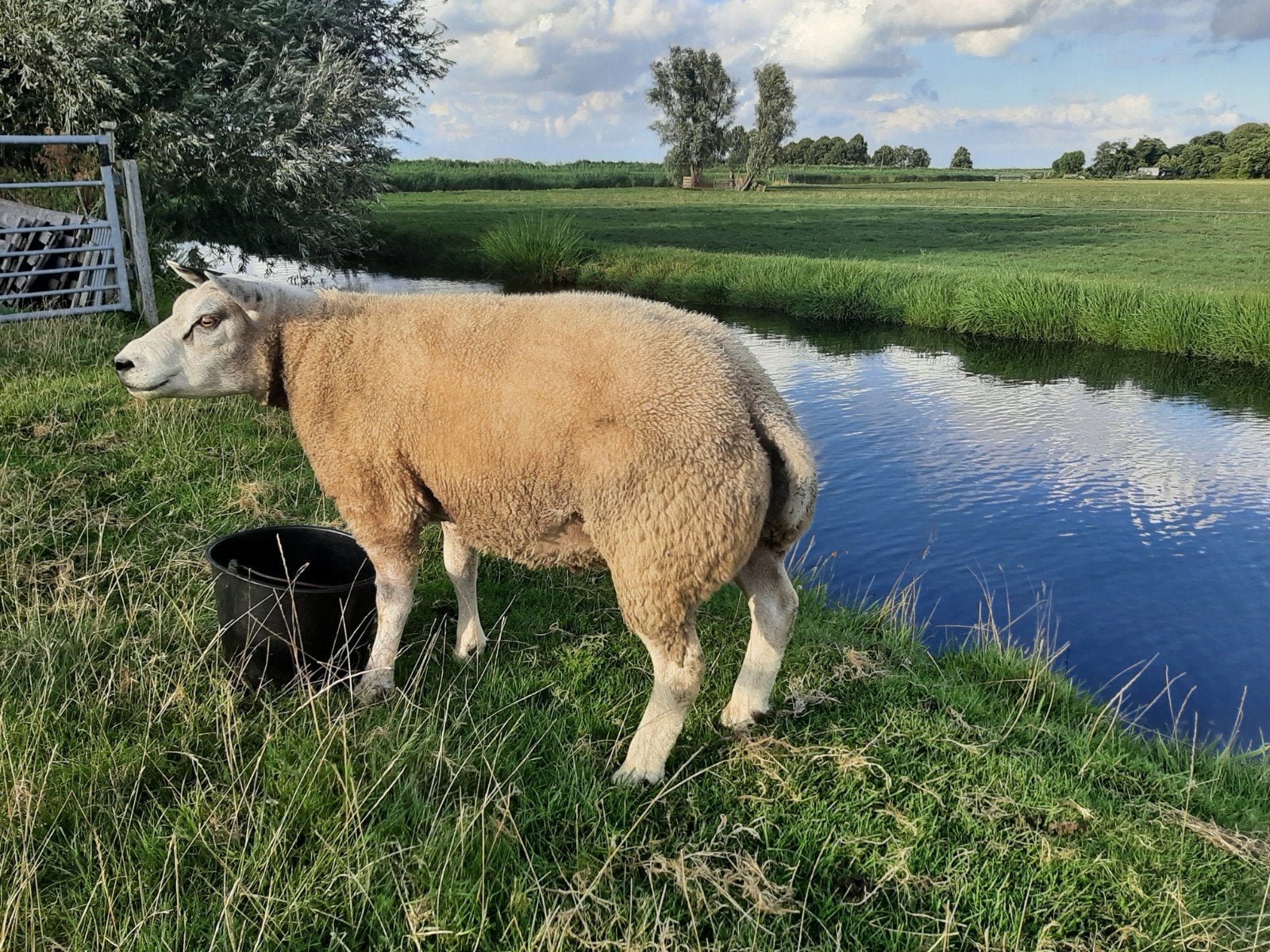 texelaar dekram, Dieren en Toebehoren, Schapen, Geiten en Varkens, Mannelijk, Schaap, 0 tot 2 jaar
