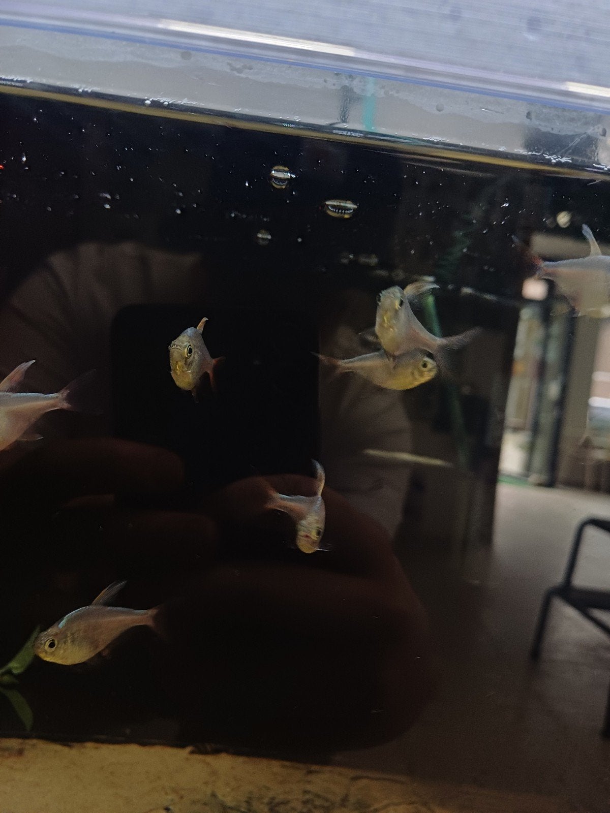 Colombiaanse tetras, Meerdere dieren, Parkiet